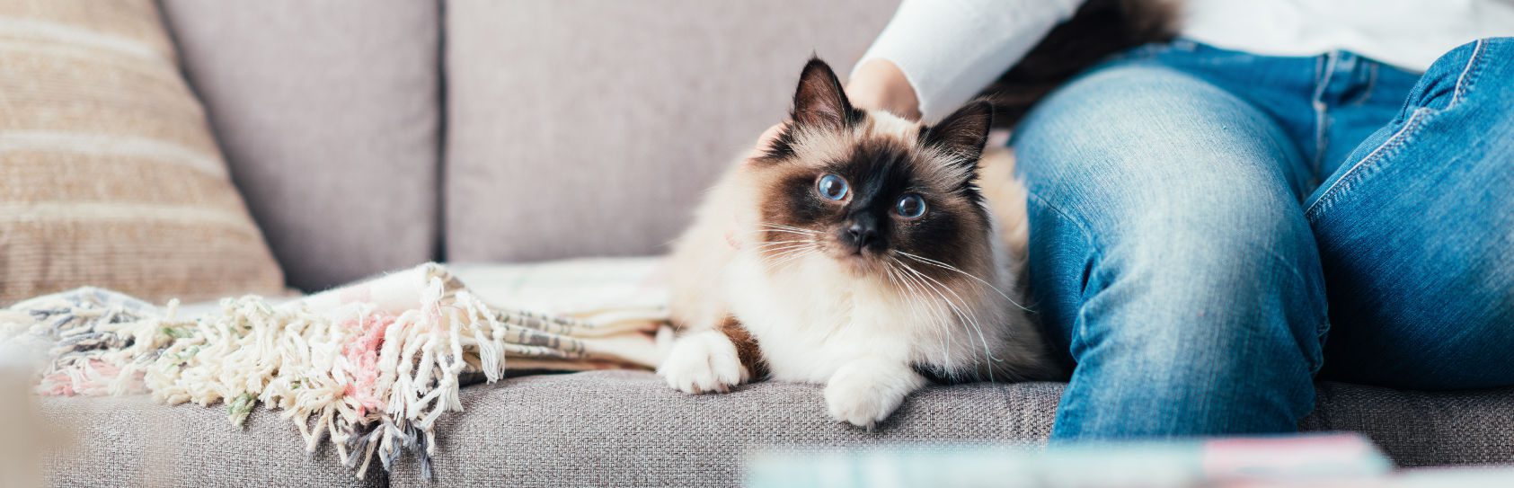 6 compelling reasons to consider pet-friendly rentals